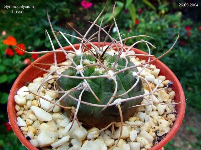 Gymnocalycium_ hossei_ b1